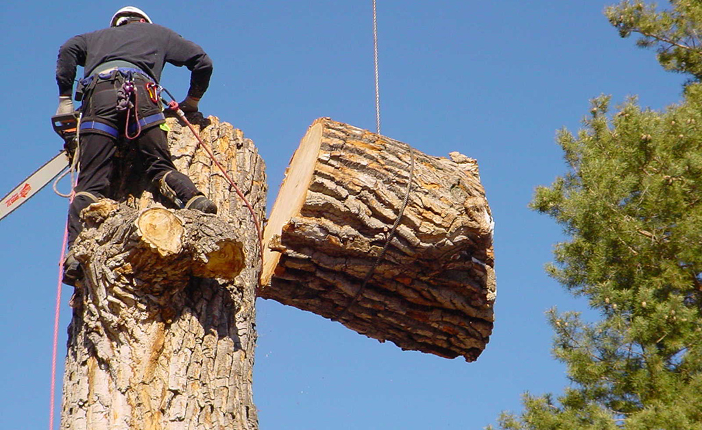 Arborist Services