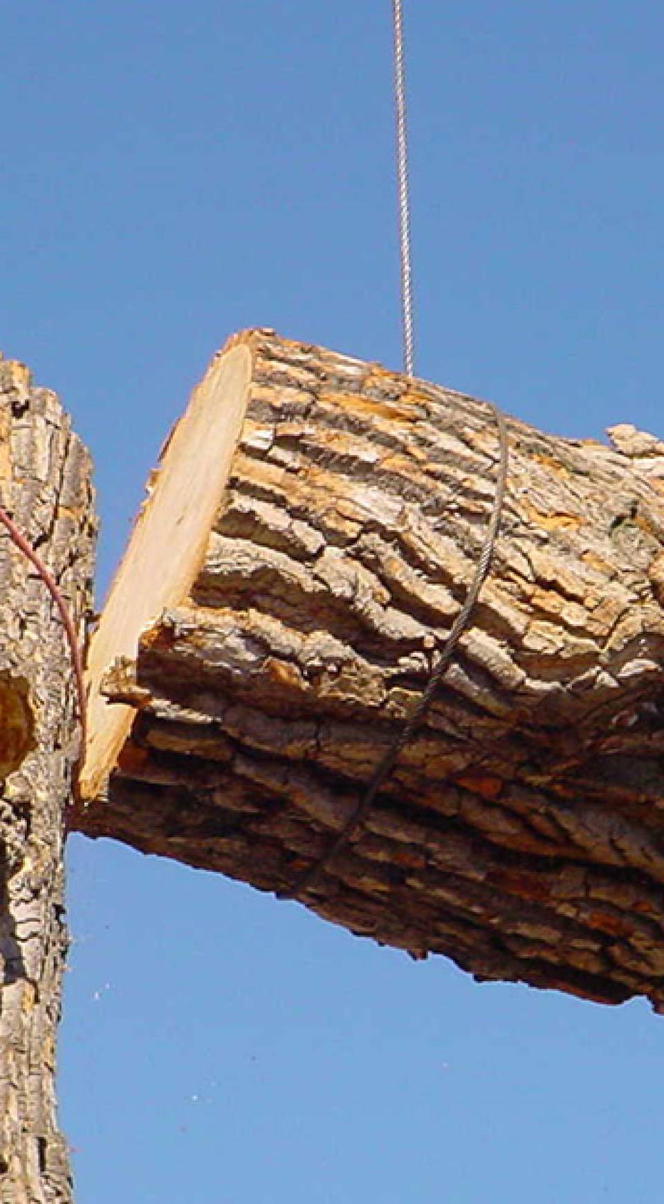 Arborist Services