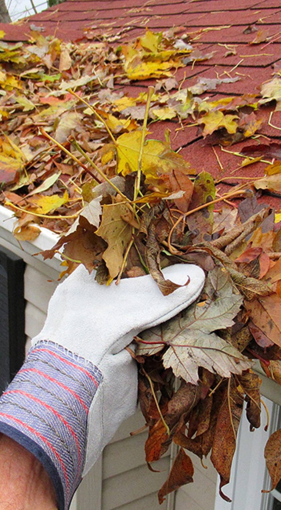 Roof & Gutter Cleaning